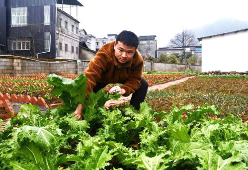 九月底种菜指南：选对蔬菜， 丰收不是梦