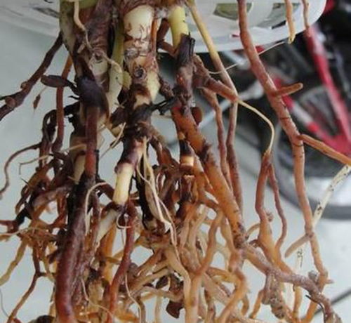 水培红掌烂根了怎么办？如何挽救
