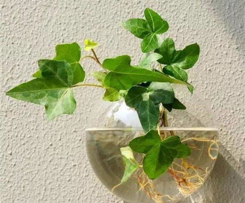 常春藤水培生根需要多久？