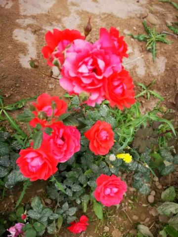 适当的修剪，促进复花