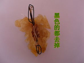 林蛙油采收技术，指从林蛙体内提取富含胶原蛋白的油腺