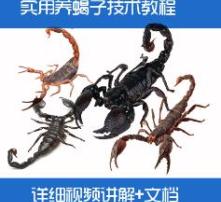 蝎子养殖技术，一种利用人工环境繁殖蝎子的方法