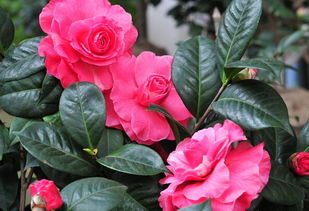 茶花的药用价值