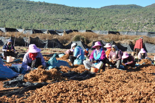 甘肃种植哪种耐旱本草蕞省钱，亩均省200元且亩收过万元？