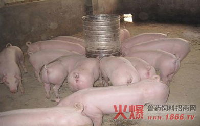 生猪呕吐，疑似由病毒感染或饲料变质引起