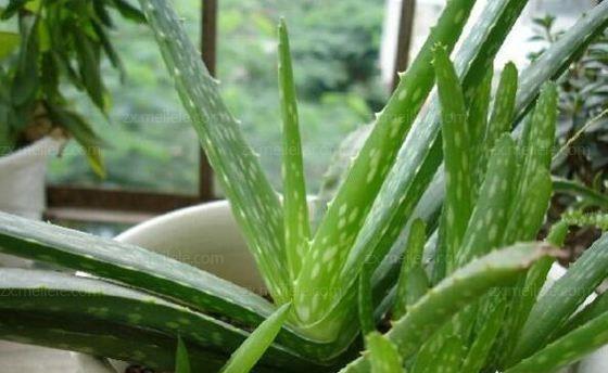 芦荟斑点揭秘！养花必备知识
