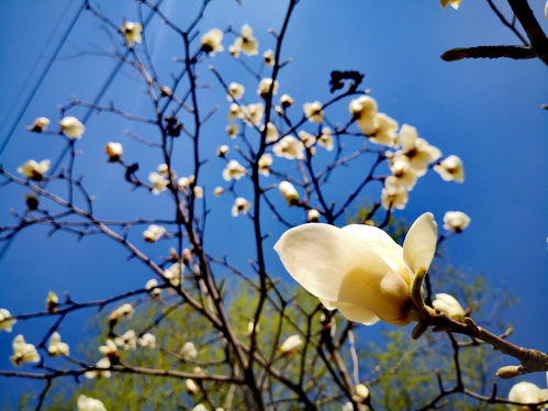 玉兰花开， 春日里的诗意独白