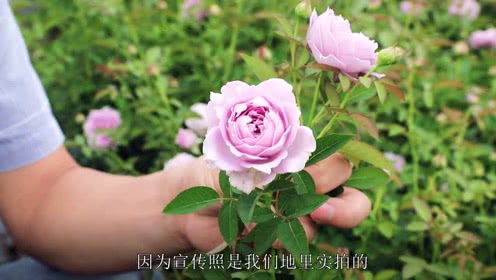 阳光下的金黄使者——雀啾月季