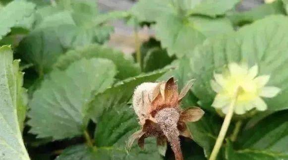 湿度与灰霉病的关系