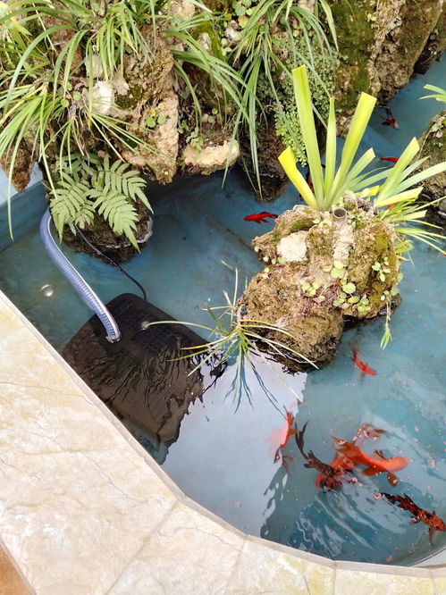 鱼塘杀虫， 吡虫啉也不甘落后