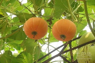 8月蔬菜种植推荐