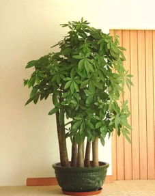 摇钱树冬季养护小秘诀，你get了吗？