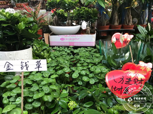 企业门口种花，选对花草是关键！