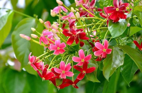 种植到开花的时间分析