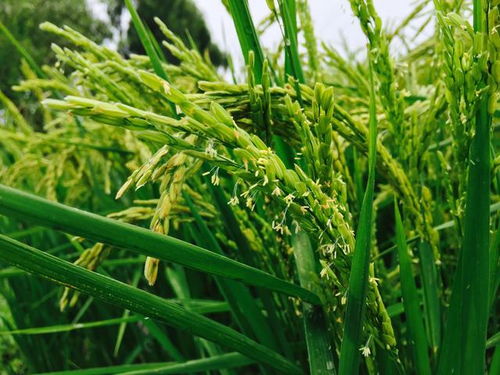三、 适合本地草地的草种品种