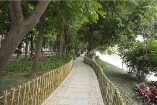 花叶锦带，花中的尤物