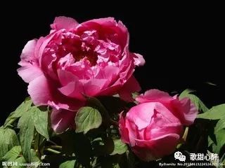 种植牡丹能赚钱吗？这种花卉种植是否具有盈利潜力