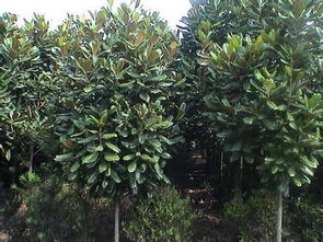 江苏移动区号探秘