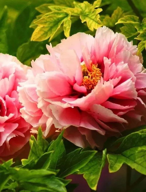 牡丹花的繁植技术