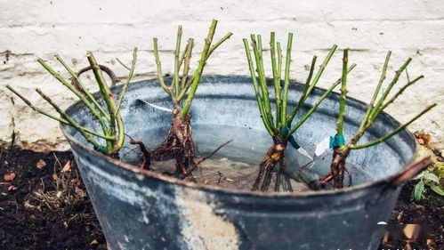 联系我们， 抢购大花月季裸根苗