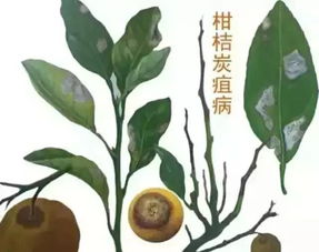 夜合花炭疽病成因：环境潮湿、管理不当