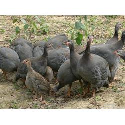 珍珠鸡养殖孵化需关注种蛋选择、孵化条件及疫病防控