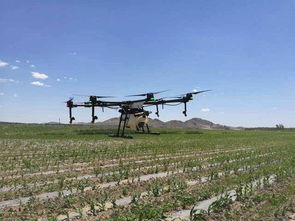 小麦除草剂喷洒小知识