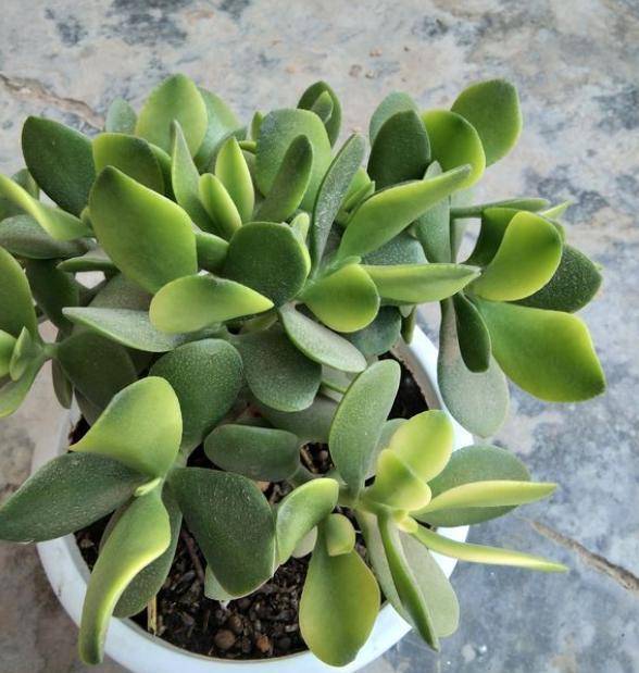 是不是土壤的问题呢？