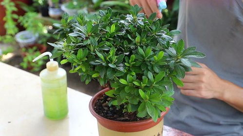 网购苗别慌，验收秘诀在这里！