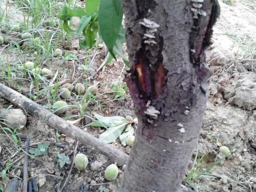 桃树流胶的烦恼，多菌灵能否解忧？