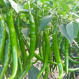 打农药后多久见效？