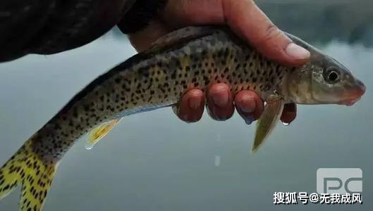 蝌蚪从水生到陆生，食性从植物性到杂食性