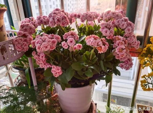 家里千万不能养的花有哪些？这6种室内不宜种植的花分别是哪些