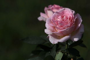 推荐几个适合家庭园艺栽植的品种