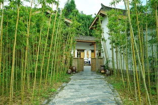 竹子的种子采集方法