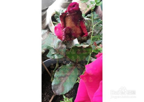 月季预防病虫害应该使用什么药物？如何有效防治月季病虫害