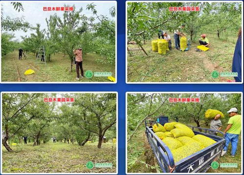 不好的养护：让植物长得歪歪扭扭