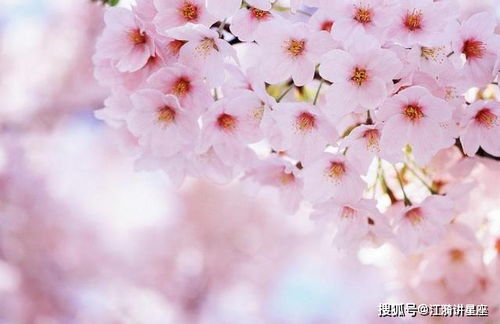 掌握芝樱花养殖秘籍：实用技巧与养护指南