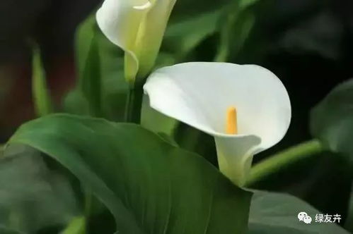 白花小松花语：纯洁坚韧，爆款修剪秘籍！