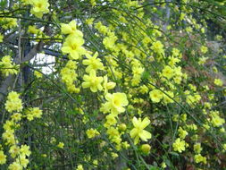 如何选购迎春花和红叶石楠