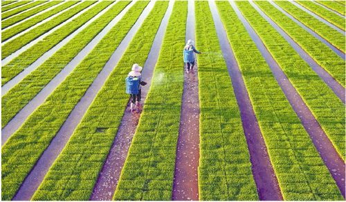 秧苗死亡，心慌慌，怎么办呃？