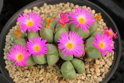 播种期（0-15天）