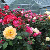 月季苗木在园林绿化中的常见问题