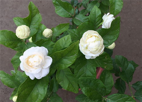 虎头茉莉冬天施肥，如何选择合适的肥料