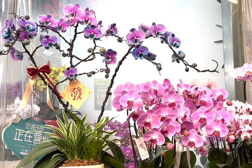 岭南之花，兰花独领风骚