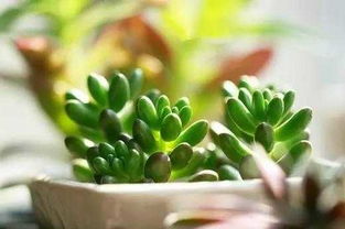 春季是个好时机