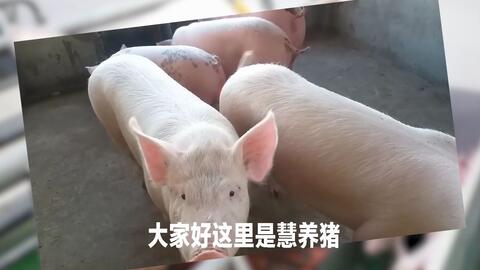 母猪产后不吃料，是打针还是找病因？