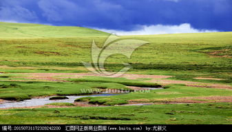 高原草场的抗寒耐旱草种揭秘