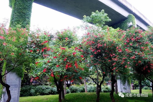 揭秘：白银市适合种植的花卉与市树一览
