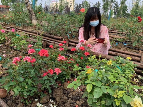 月季盛会如奥林匹克， 新华网也来报道